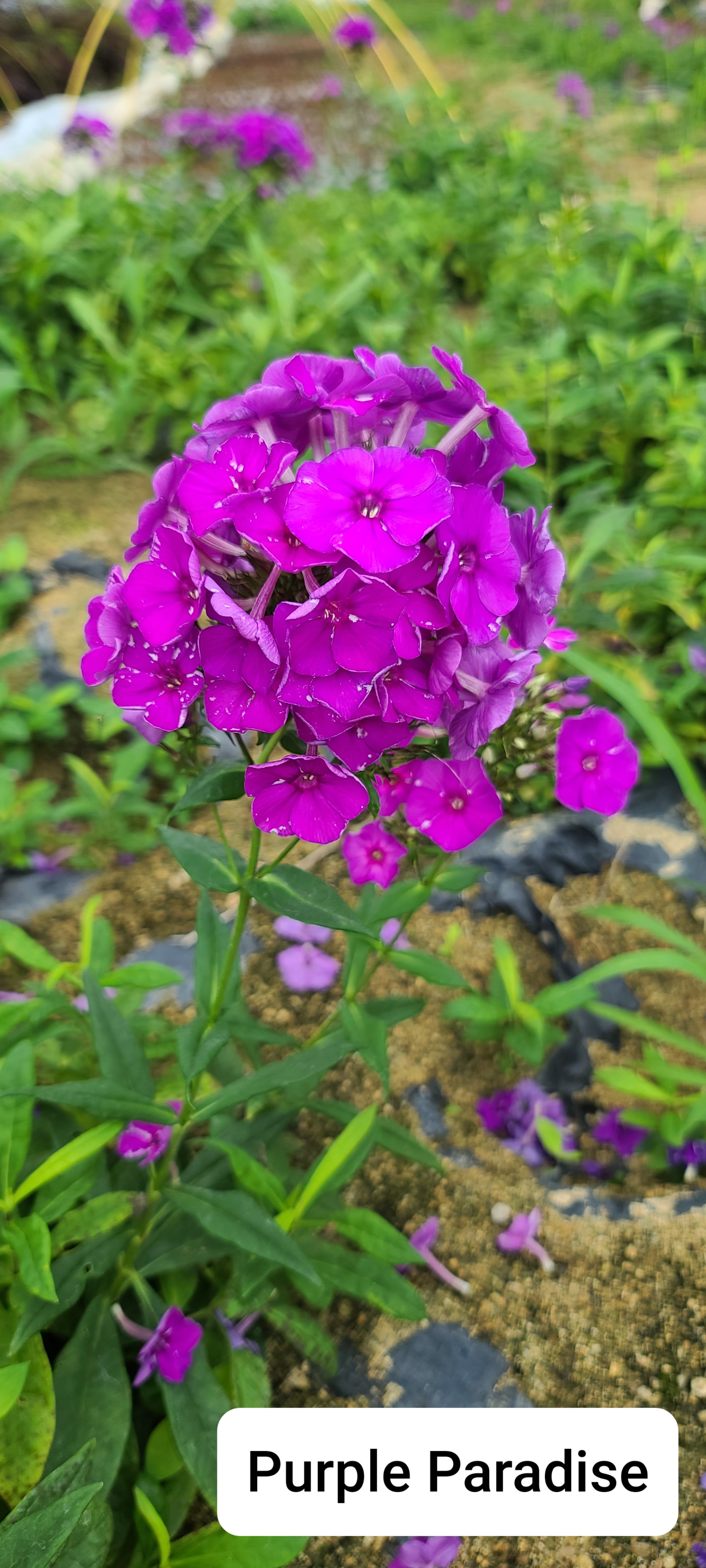 Phlox paniculata 'Purple Paradise'